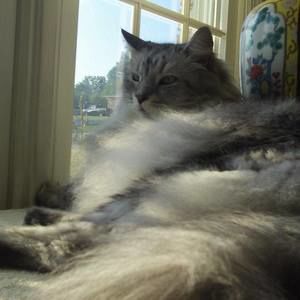 Meet your Posher, Anne